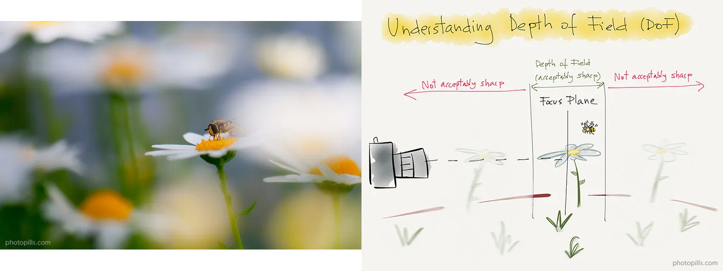 /posts/dof-blog/images/bee-dof-camera.png